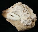 Awesome Mosasaur (Prognathodon) Jaw Section - #16110-5